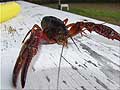 Guy Fanguy - Artist - Photographer - Guy Fanguy - Crawfish - Louisiana (2).jpg Size: 70782 - 5